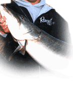 St. Germain and Eagle River Wisconsin musky and walleye fishing reports for Vilas, Iron and Oneida Counties in Northern Wisconsin with Rob Manthei Wisconsin Fishing Guide Service.