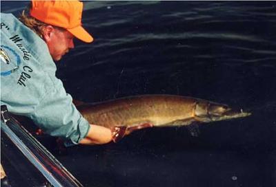 Catch & Release Musky