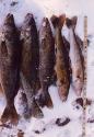 Wisconsin Walleye Fishing Guide Service