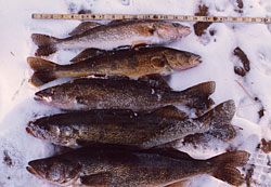 About Your Wisconsin Fishing Guide Trip